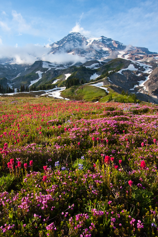 Wildflowers And Mount Rainier
